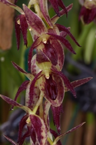 Pleurothallis pedunculata Jack Jack CBR/AOS 0 pts. Flower